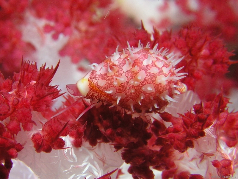 Soft Coral Cowri